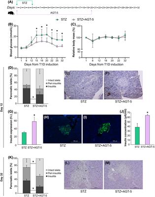 Novel AHR ligand AGT-5 ameliorates type 1 diabetes in mice through regulatory cell activation in the early phase of the disease